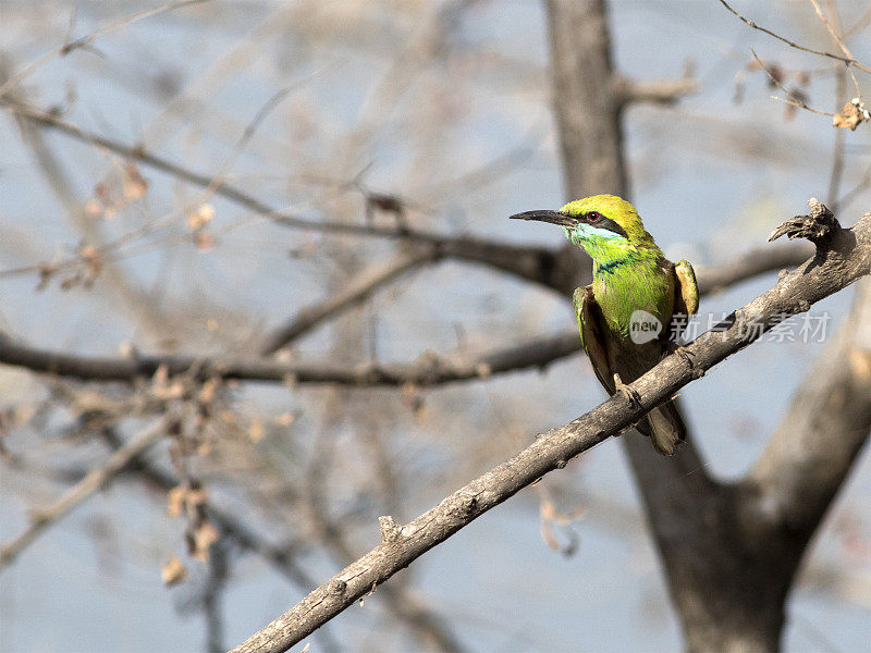 印度绿食蜂鸟(Merops orientalis)